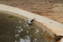 Fluvicola nengeta