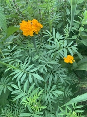 Tagetes