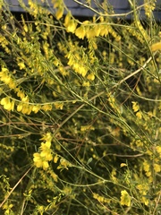 Melilotus altissimus