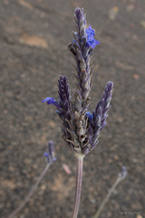 Lavandula pinnata