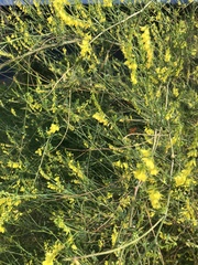 Melilotus altissimus