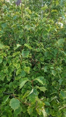 Crataegus chrysocarpa