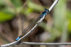 Ischnura heterosticta