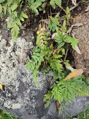 Polypodium