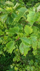 Crataegus chrysocarpa