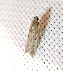 Phycitodes reliquellum