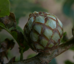 Andricus foecundatrix