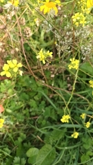 Sisymbrium officinale