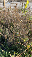 Melilotus officinalis