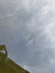 Mayaheros urophthalmus