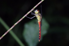 Sympetrum