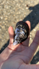 Mytilus edulis