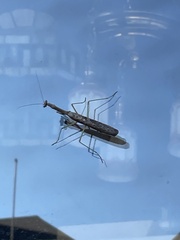 Stagmomantis carolina