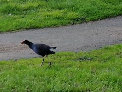 Porphyrio melanotus