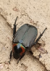 Strigoderma arbicola