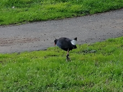 Porphyrio melanotus