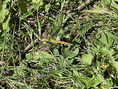 Sympetrum striolatum