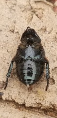 Strigoderma arbicola