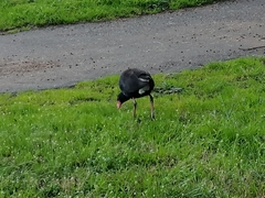 Porphyrio melanotus