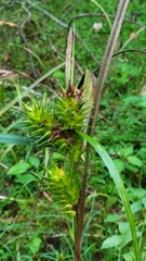 Carex lupulina