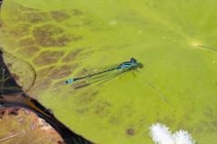 Austroagrion watsoni