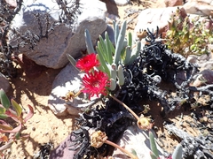 Cephalophyllum alstonii