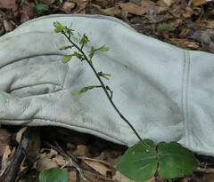 Neottia smallii