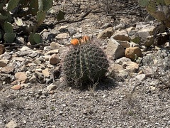 Ferocactus wislizeni