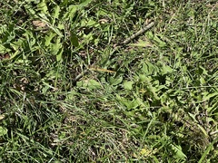 Sympetrum striolatum