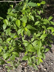 Psychotria nervosa