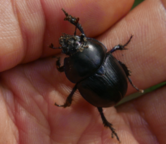 Geotrupidae