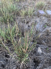 Bothriochloa laguroides