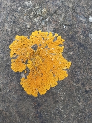 Xanthoria calcicola