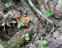 Neottia smallii