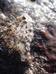 Magallana angulata
