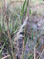 Bothriochloa laguroides