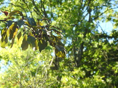 Malus hybrida