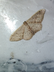 Idaea eugeniata