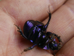 Geotrupidae