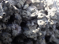 Magallana angulata