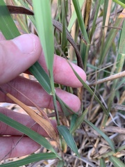 Bothriochloa laguroides