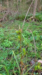 Carex lupulina