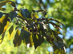 Malus hybrida