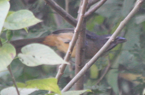 Saltator grandis