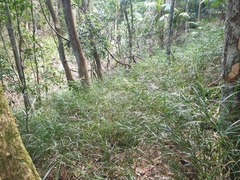 Exocarya sclerioides