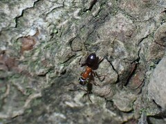 Lasius emarginatus