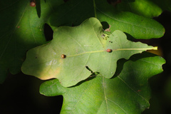 Neuroterus anthracinus