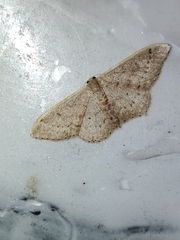 Idaea eugeniata