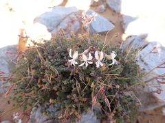 Pelargonium alternans