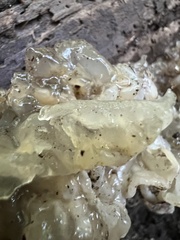 Ductifera pululahuana